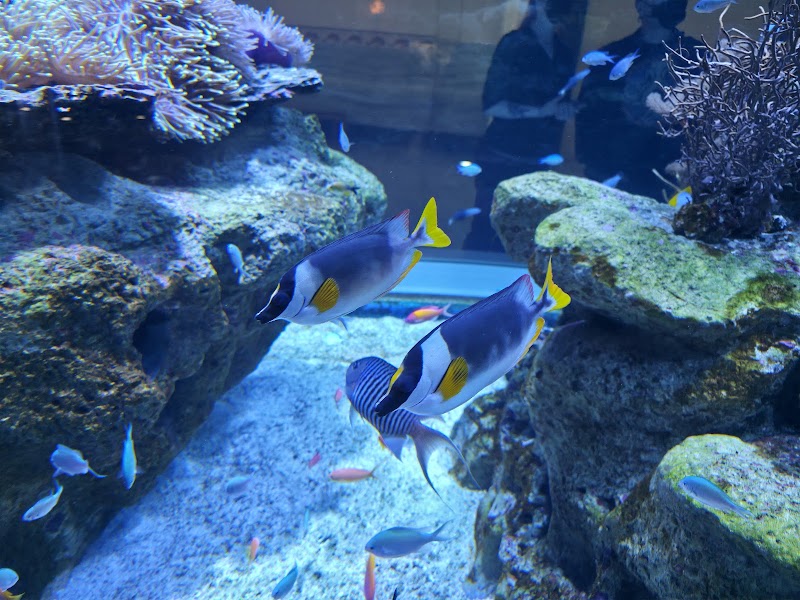 Shedd Aquarium photo 3