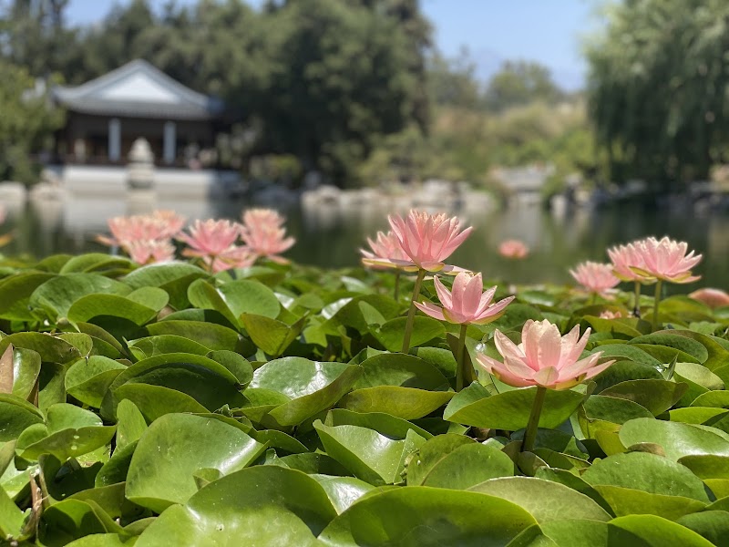 The Huntington Library, Art Museum, and Botanical Gardens photo 6