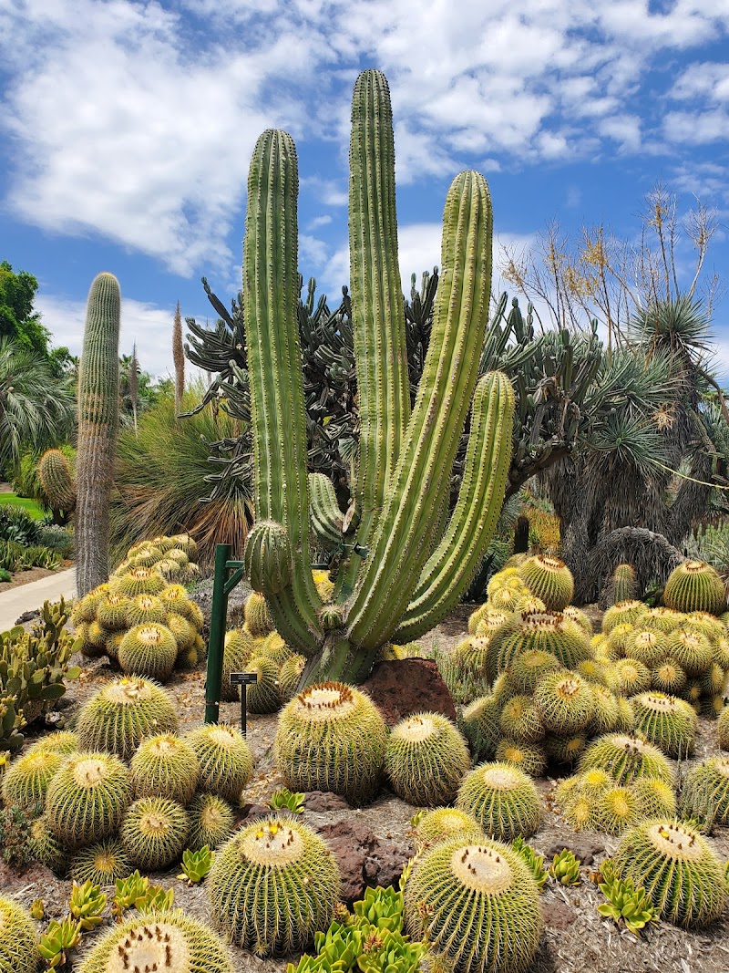 The Huntington Library, Art Museum, and Botanical Gardens photo 4