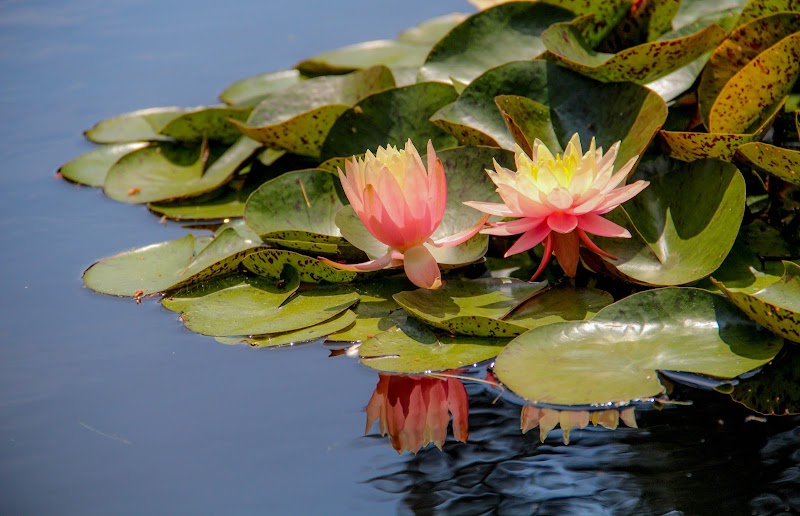 New Jersey Botanical Garden photo 7