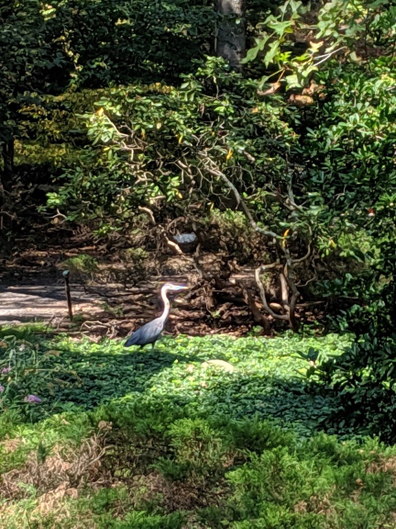 Laurelwood Arboretum photo 6