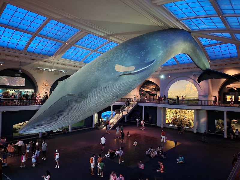 American Museum of Natural History photo 3