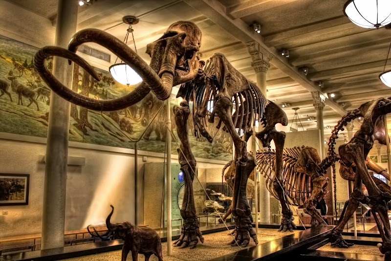 American Museum of Natural History photo 8