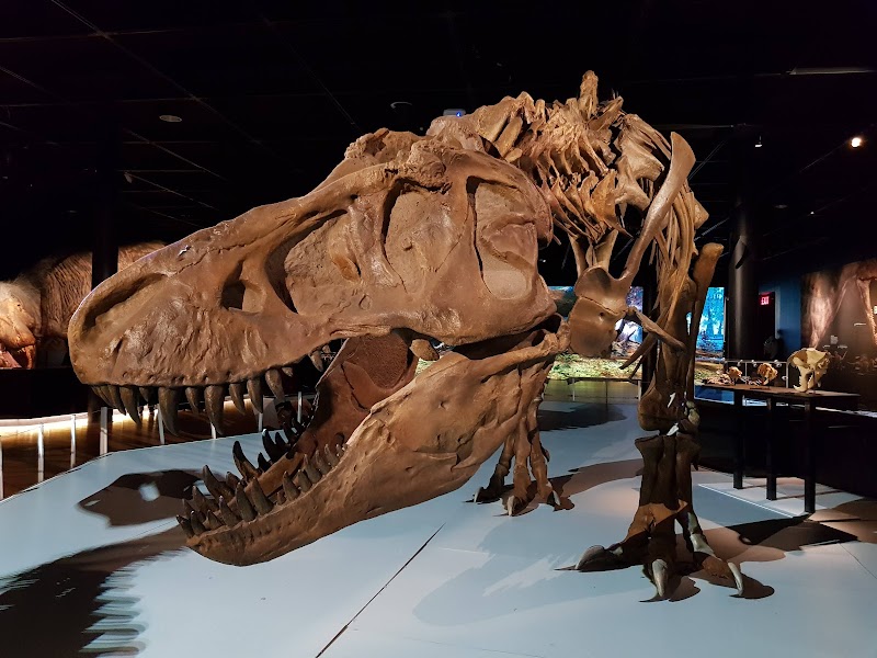 American Museum of Natural History photo 9